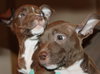 Blazer-Km Litter-ADOPTED-5.17.15