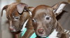 Blazer-Km Litter-ADOPTED-5.17.15