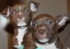 Blazer-Km Litter-ADOPTED-5.17.15