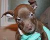 Blazer-Km Litter-ADOPTED-5.17.15