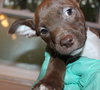 Blazer-Km Litter-ADOPTED-5.17.15