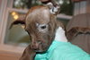 Blazer-Km Litter-ADOPTED-5.17.15