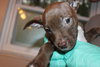 Blazer-Km Litter-ADOPTED-5.17.15