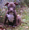 Blazer-Km Litter-ADOPTED-5.17.15