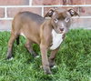 Blazer-Km Litter-ADOPTED-5.17.15