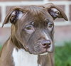 Blazer-Km Litter-ADOPTED-5.17.15