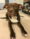 Blazer-Km Litter-ADOPTED-5.17.15