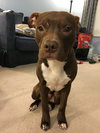 Blazer-Km Litter-ADOPTED-5.17.15