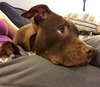 Blazer-Km Litter-ADOPTED-5.17.15