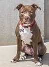 Blazer-Km Litter-ADOPTED-5.17.15