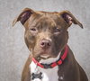 Blazer-Km Litter-ADOPTED-5.17.15