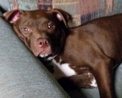 Blazer-Km Litter-ADOPTED-5.17.15