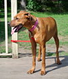 Monica - ADOPTED 09.28.14