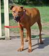 Monica - ADOPTED 09.28.14