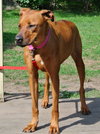 Monica - ADOPTED 09.28.14