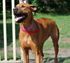 Monica - ADOPTED 09.28.14