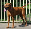 Monica - ADOPTED 09.28.14