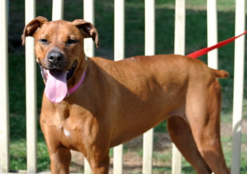 Monica - ADOPTED 09.28.14
