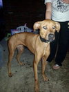 Monica - ADOPTED 09.28.14