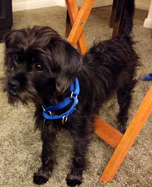 Dusty - ADOPTED 10.09.14