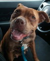 Sienna - ADOPTED 11.12.14