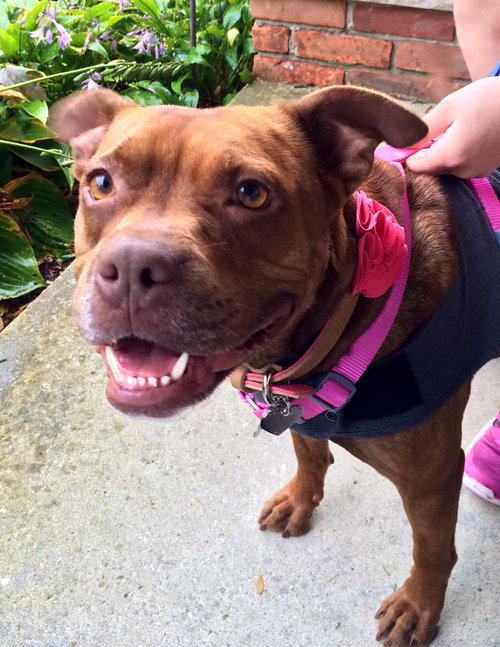 Sienna - ADOPTED 11.12.14
