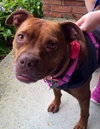 Sienna - ADOPTED 11.12.14
