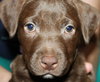 Lm Litter Coco - ADOPTED 10.12.14