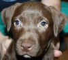 Lm Litter Coco - ADOPTED 10.12.14