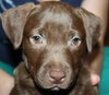 Lm Litter Coco - ADOPTED 10.12.14