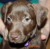 Lm Litter Coco - ADOPTED 10.12.14