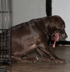 Lm Litter Coco - ADOPTED 10.12.14
