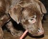 Lm Litter Coco - ADOPTED 10.12.14