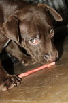 Lm Litter Coco - ADOPTED 10.12.14