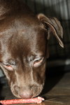 Lm Litter Coco - ADOPTED 10.12.14