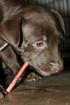 Lm Litter Coco - ADOPTED 10.12.14
