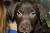 Lm Litter Coco - ADOPTED 10.12.14