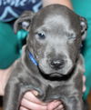 Lm Litter Baloo - ADOPTED 10.18.14