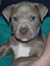 Suade - Lm Litter 12.02.14