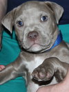 Suade - Lm Litter 12.02.14