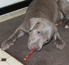 Suade - Lm Litter 12.02.14