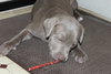 Suade - Lm Litter 12.02.14