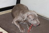 Suade - Lm Litter 12.02.14
