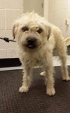 Milo - ADOPTED 10.03.14