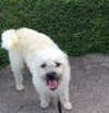 Milo - ADOPTED 10.03.14