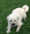 Milo - ADOPTED 10.03.14