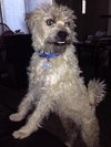 Milo - ADOPTED 10.03.14
