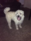 Milo - ADOPTED 10.03.14