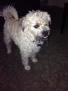 Milo - ADOPTED 10.03.14