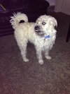Milo - ADOPTED 10.03.14